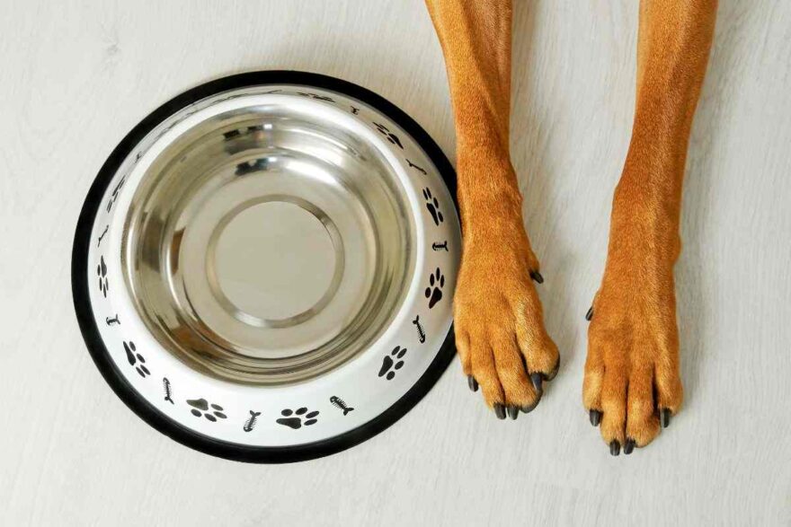 Set Ciotole In Ceramica Trixie Per Cani – 2 Pezzi Da 0,2 L E 0,4 L, Con Supporto In Legno E Piedini Antiscivolo