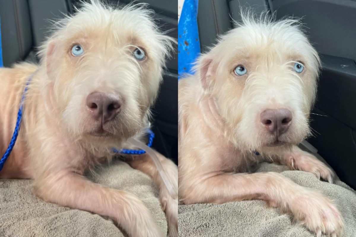 Cane condannato a morte viene salvato in extremis: Abagurl è stato adottato