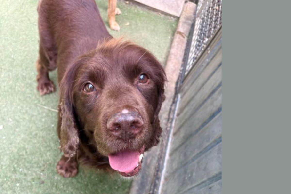 Non poteva più tenerlo con sé: cane di 12 anni abbandonato dalla padrona 92enne