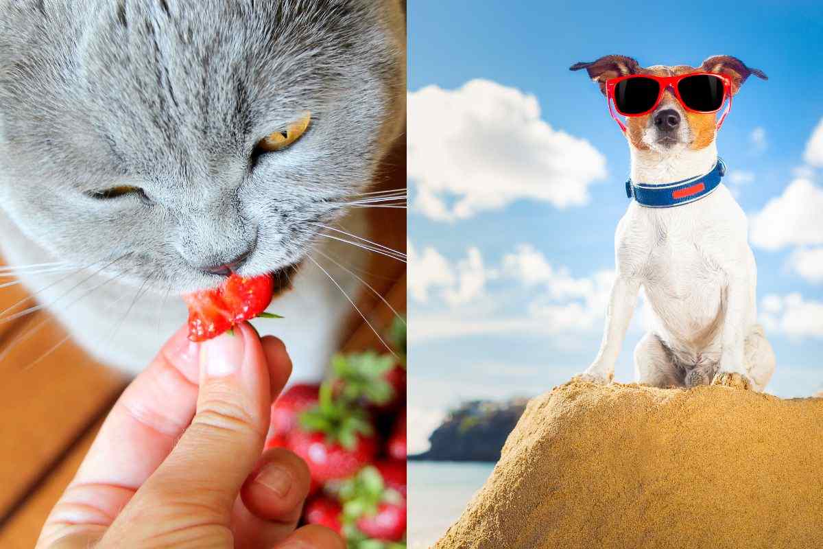 E’ arrivato il caldo: quali sono i cibi per rinfrescare cane e gatto in estate