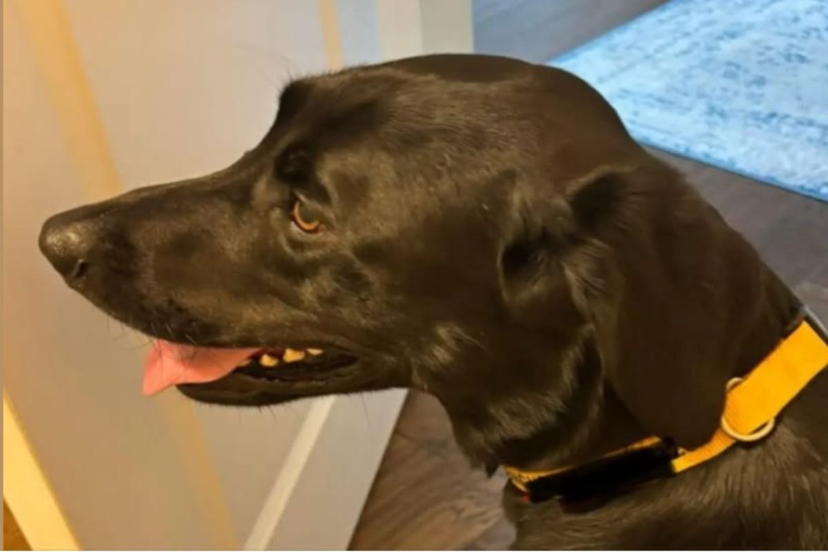 Credeva fosse il suo Angus ma si sbagliava: padrona torna a casa col cane sbagliato