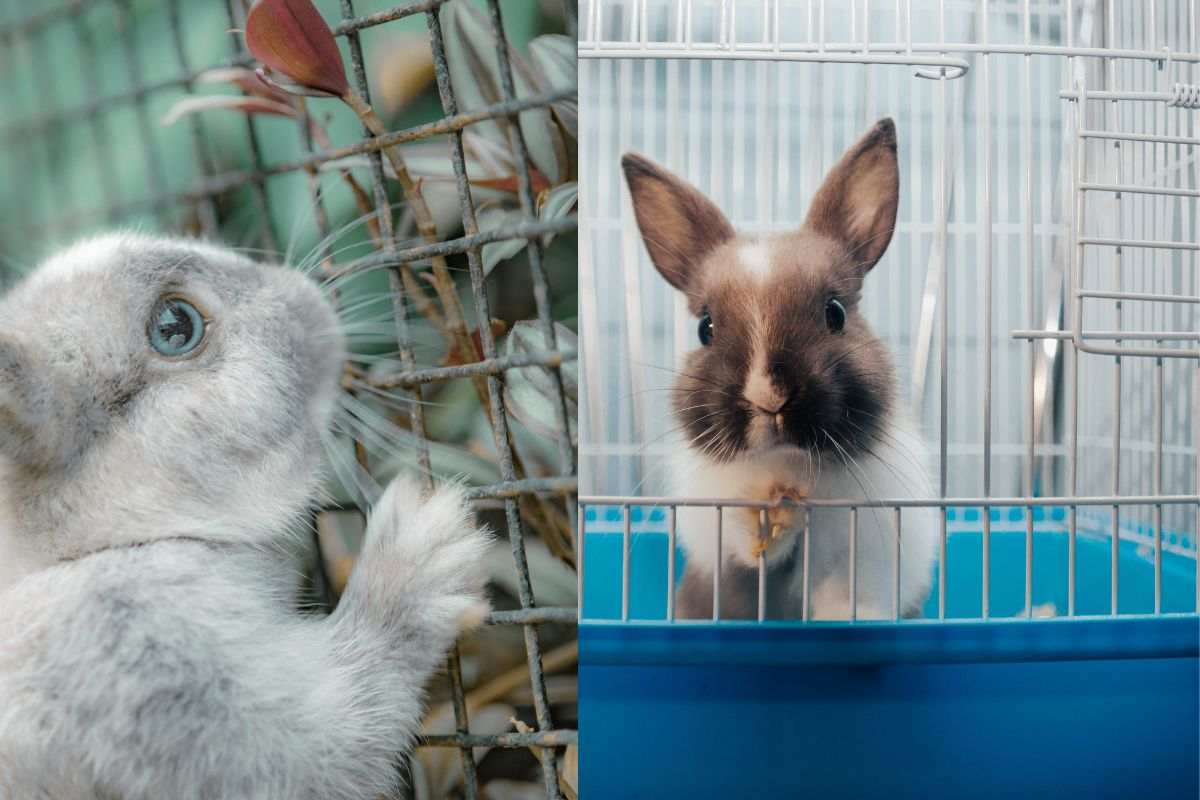 Continua a farlo ma forse non sta bene? Perché il coniglio saltella sempre nella gabbia