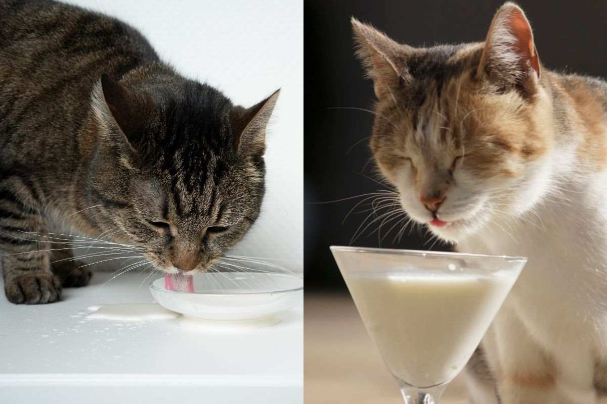 Dimenticate i felini che bevono dalla ciotola: il latte è pericoloso per il gatto?