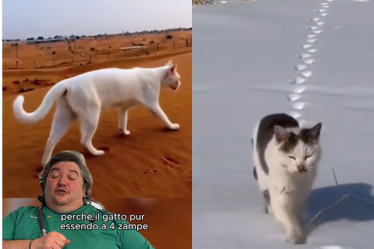Usa solo due zampe? No, ma il gatto lascia solo due impronte quando cammina-VIDEO