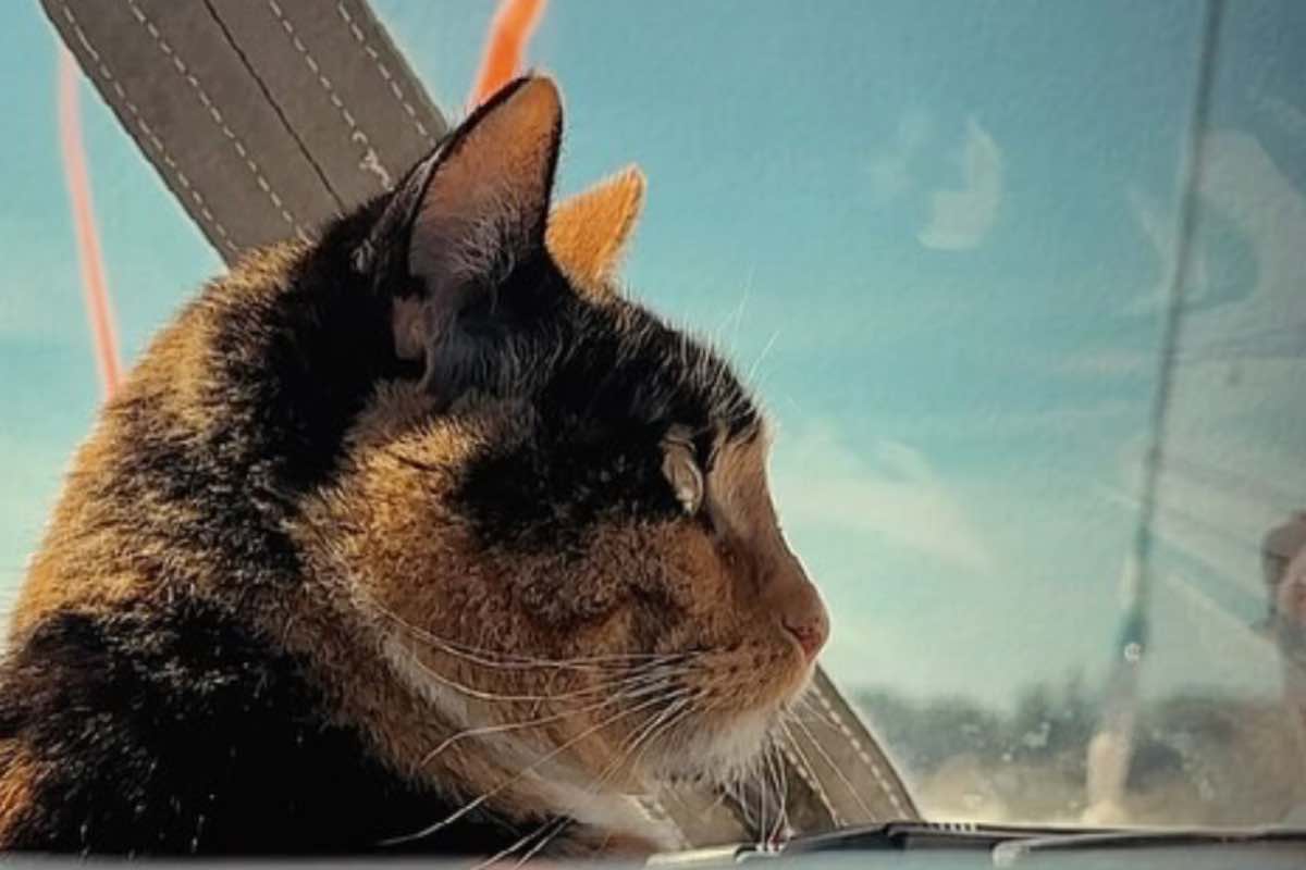Gatto tricolore a bordo di una barca a vela 
