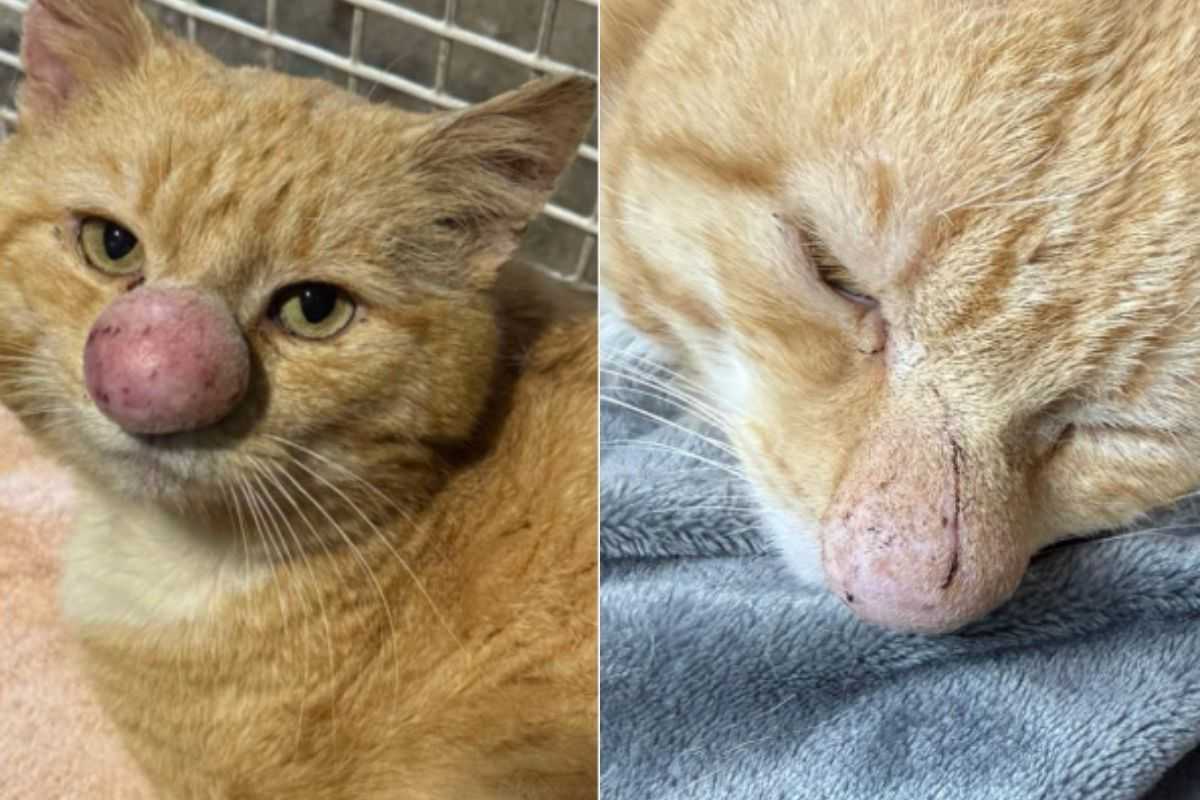 Nessuno ne ha mai visto uno simile: il gatto B. Bubble non passerà mai inosservato