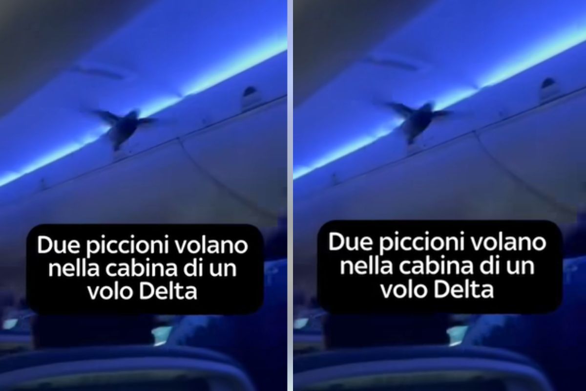 Volevano volare più comodamente: due piccioni a bordo di un aereo hanno creato panico
