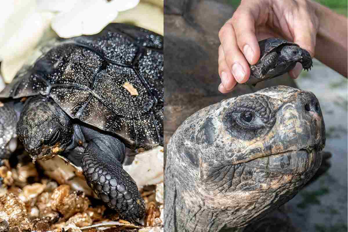 E’ nato il suo primo figlio: la tartaruga Goliath è diventato papà a 134 anni