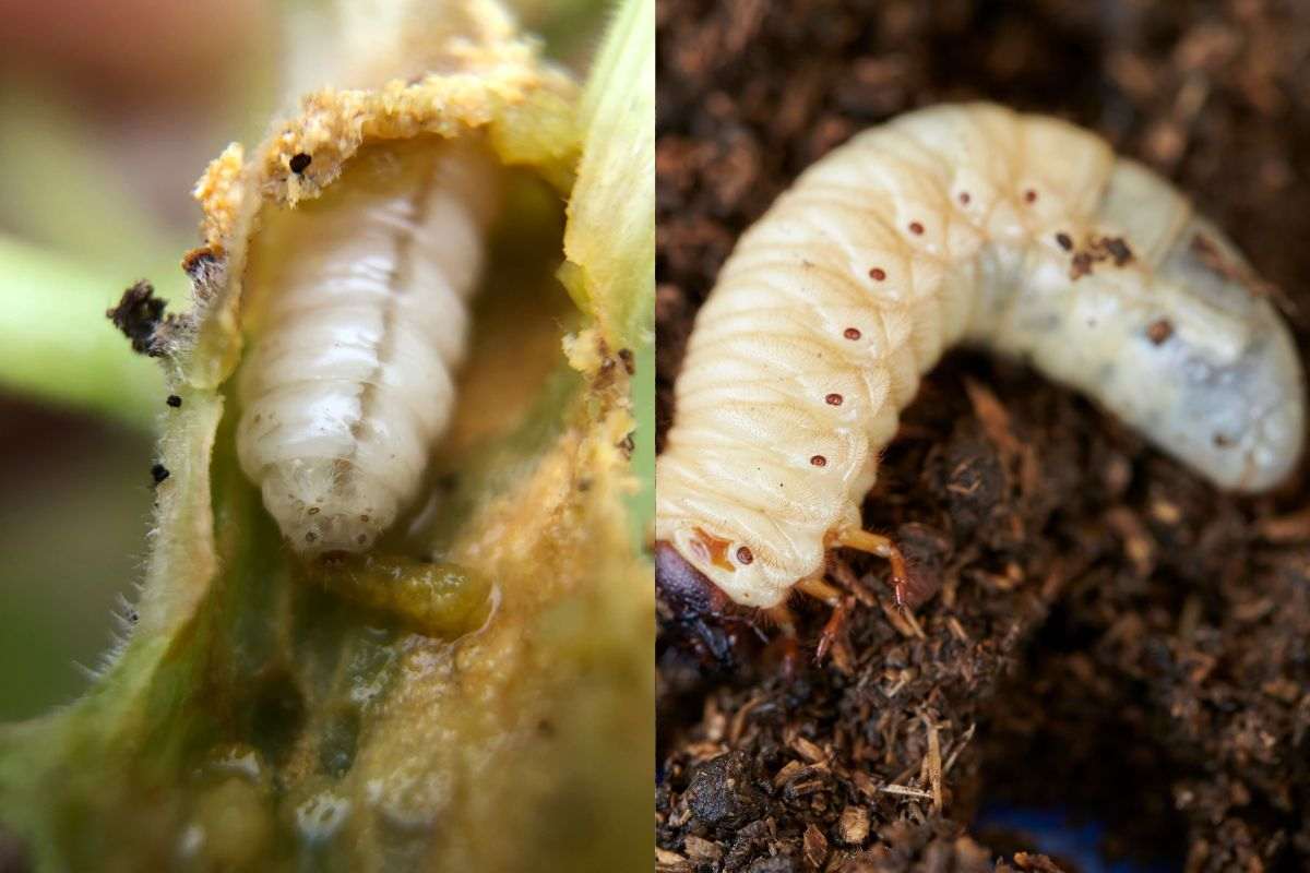 Puoi trovarli proprio in casa tua: cosa sono i vermi bianchi e come eliminarli