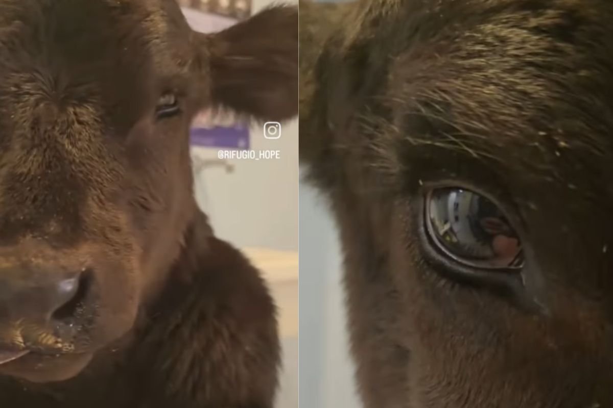 E’ stata salvata e tutto è cambiato: la nuova vita della vitellina Luce