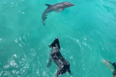 Cane e delfino nuotano insieme in mare