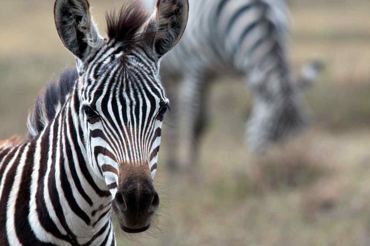 zebra