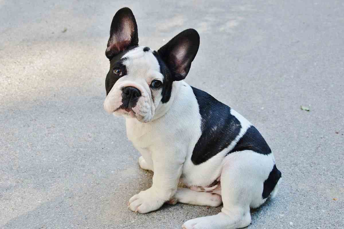 bulldog cucciolo