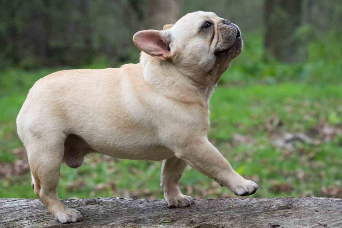 Bulldog francese