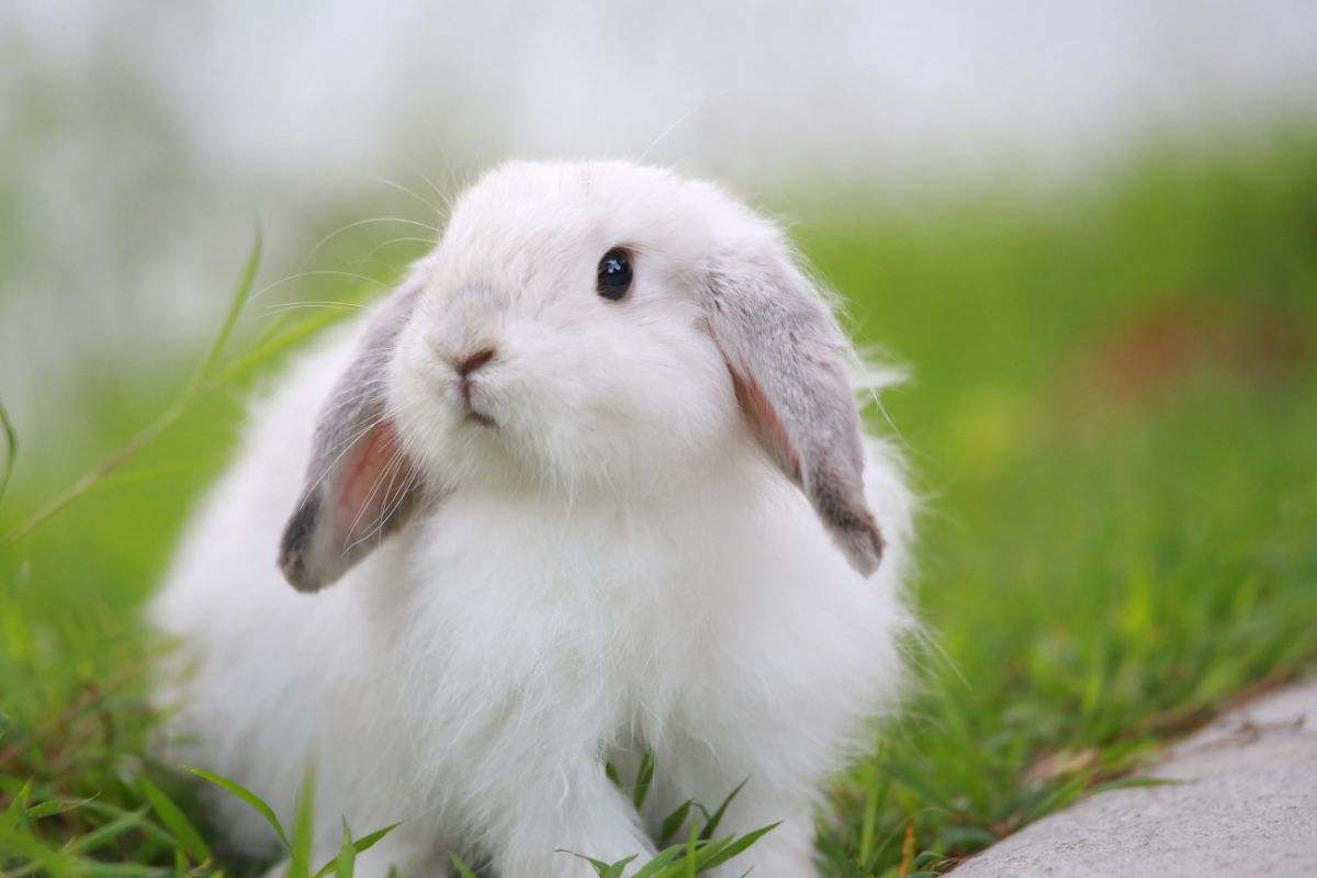 coniglietto bianco sull'erba