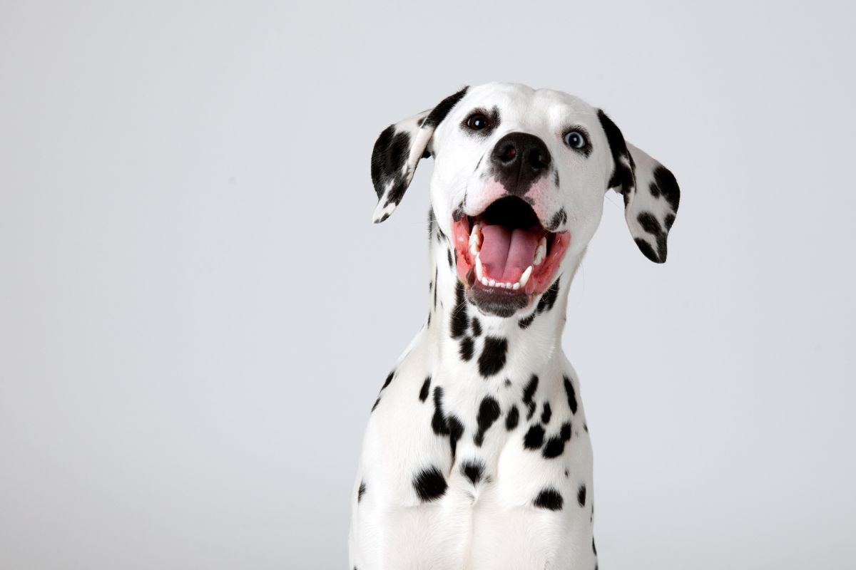 cane dalmata
