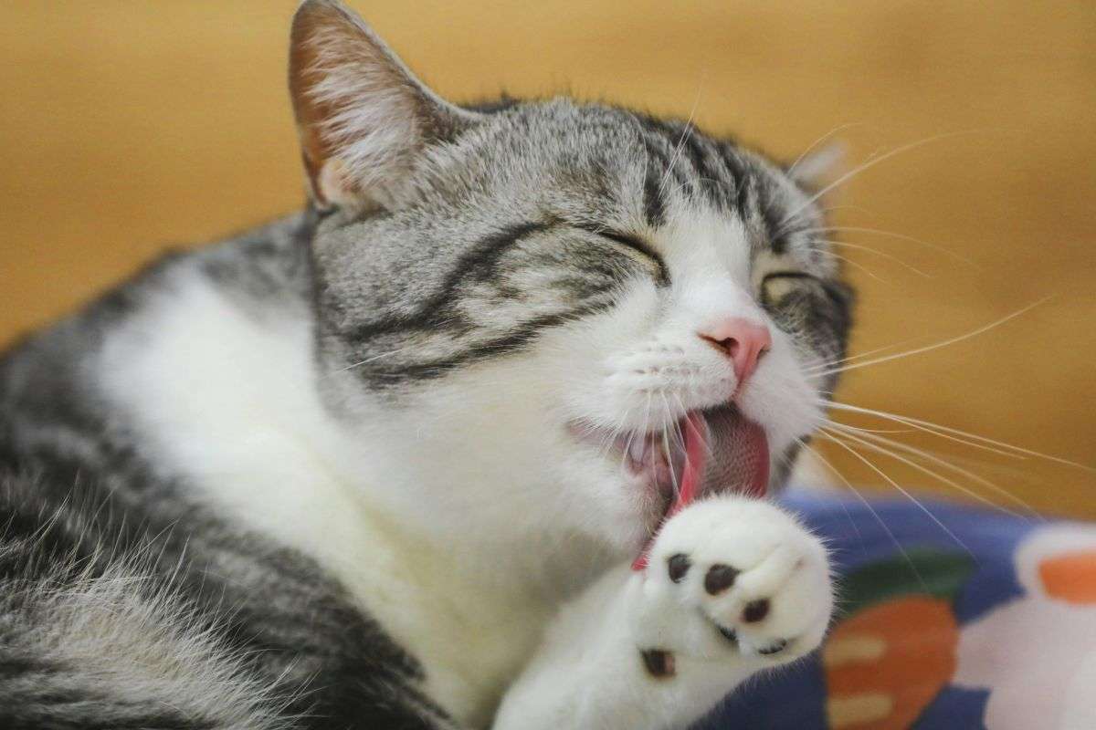 gatto e grooming