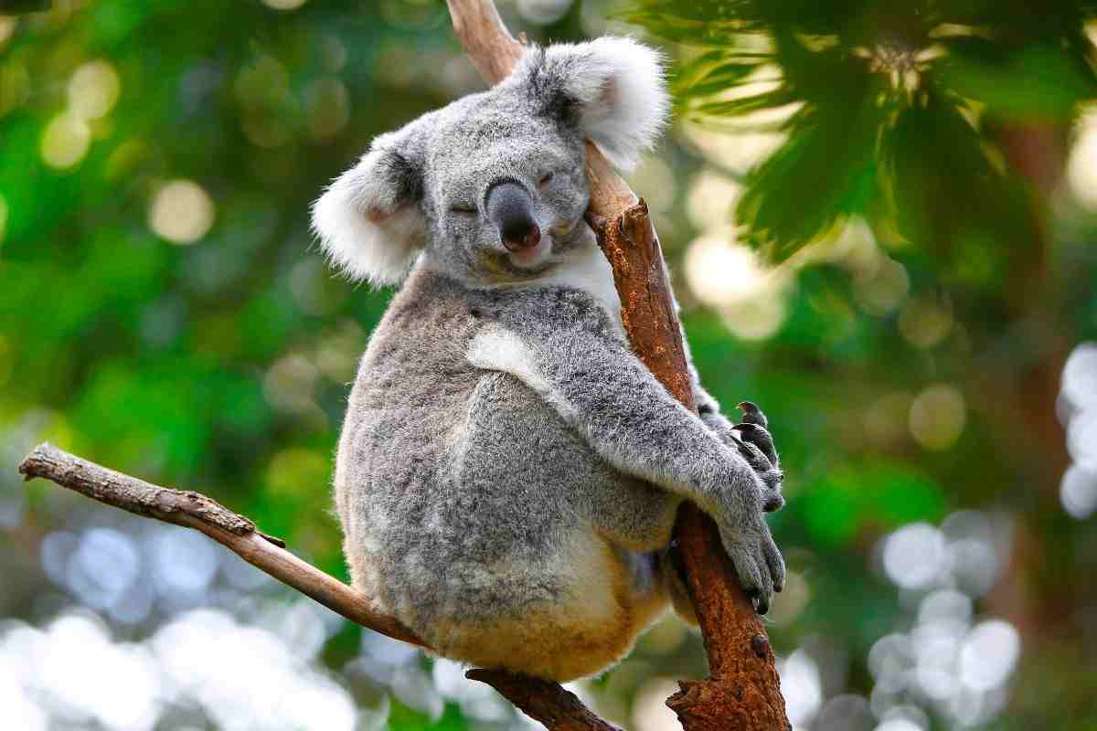 Koala