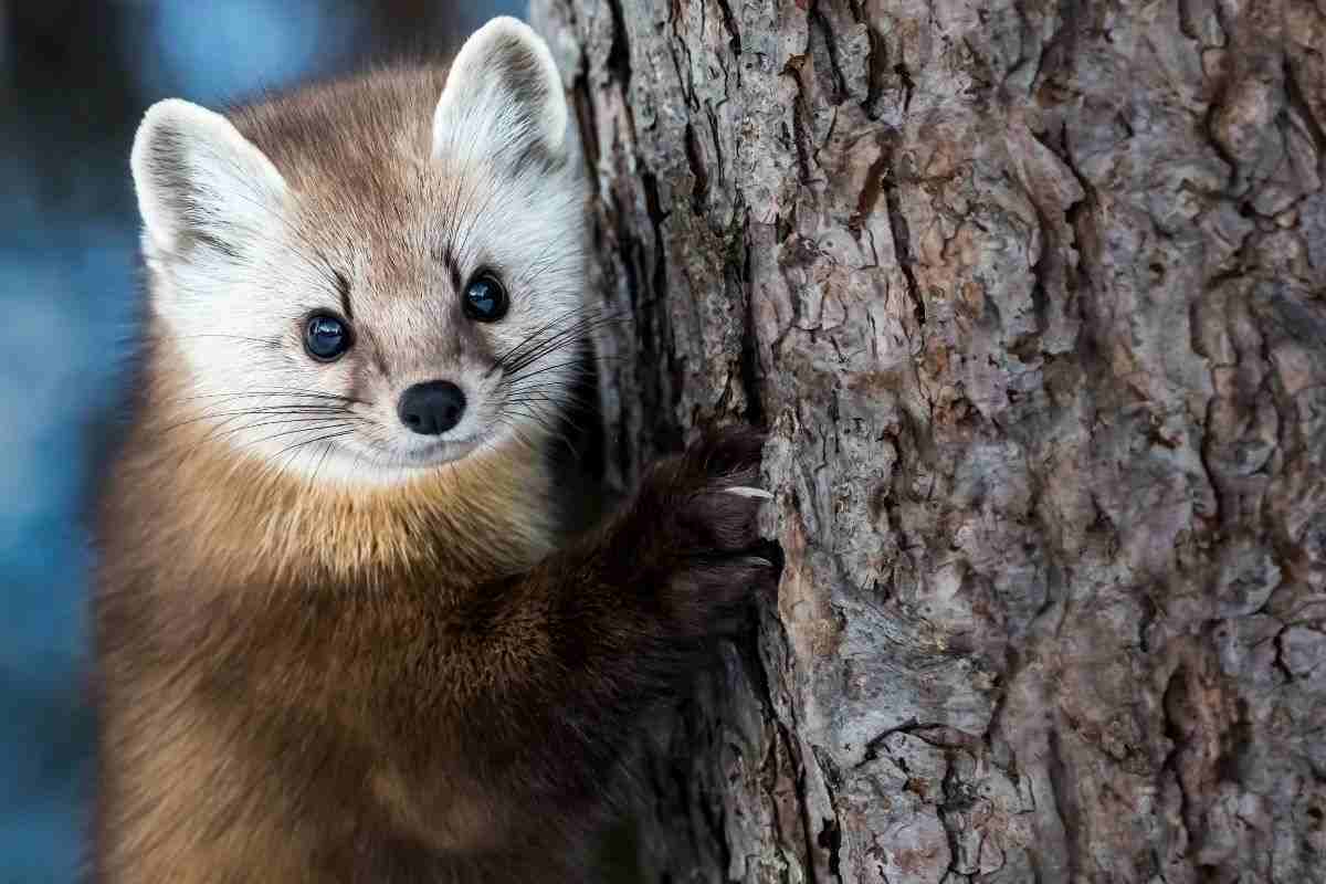 martora tronco albero