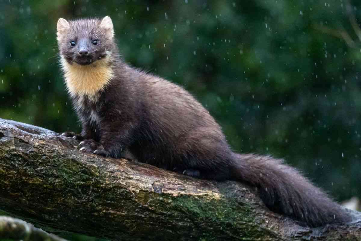 martora su un tronco