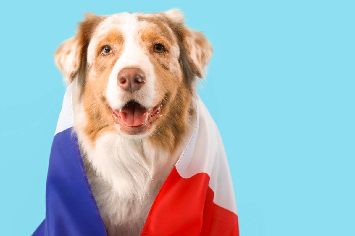 cane con bandiera francese