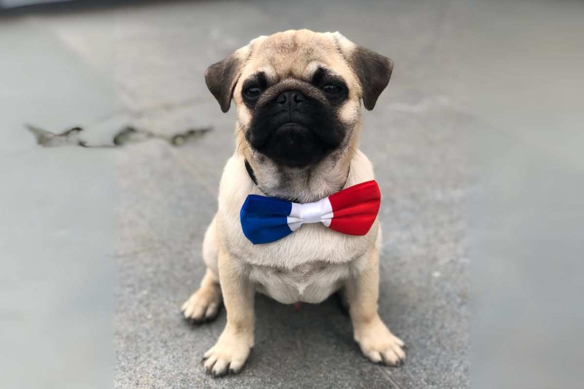 cane con papillon colori bandiera francese