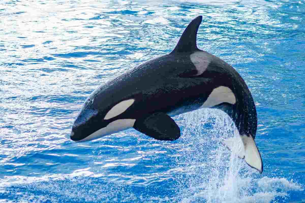 orca