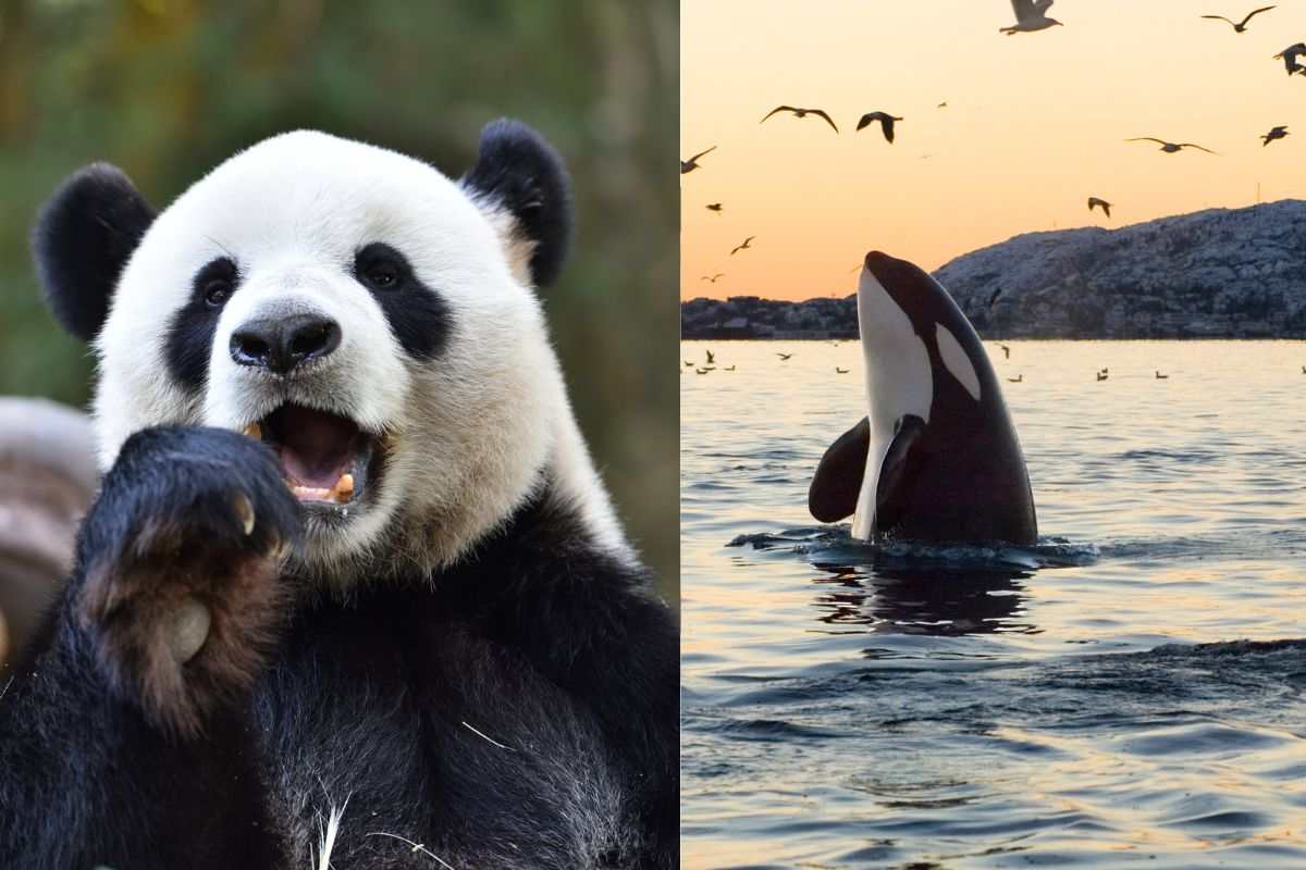 Animali bianchi e neri