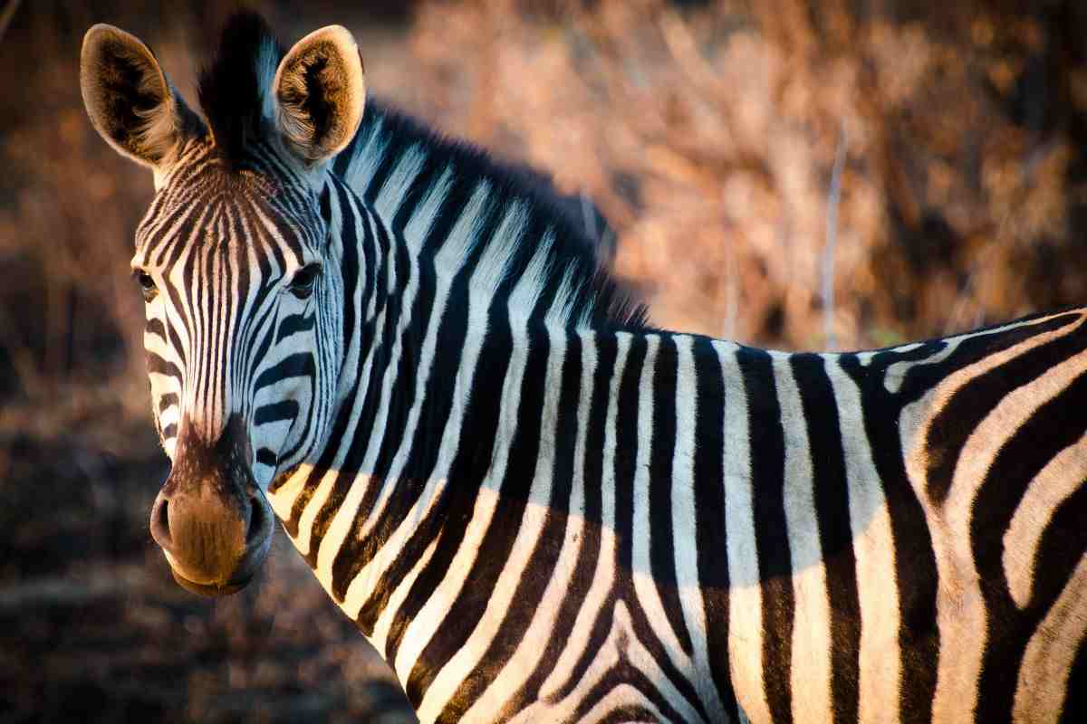 zebra