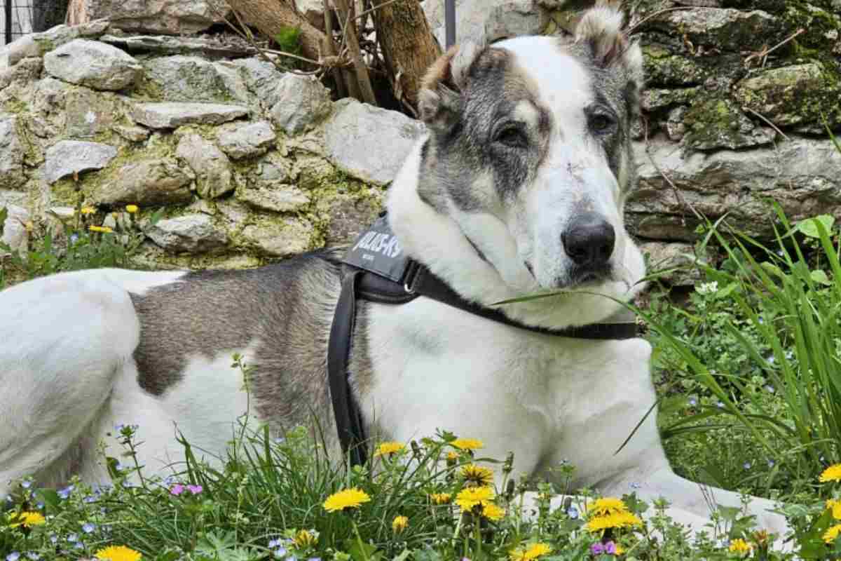 Morta per proteggere la sua padrona: ora si chiede giustizia per Asia