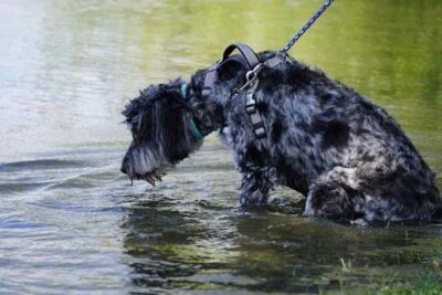 Cane nero tenuto al guinzaglio nel lago