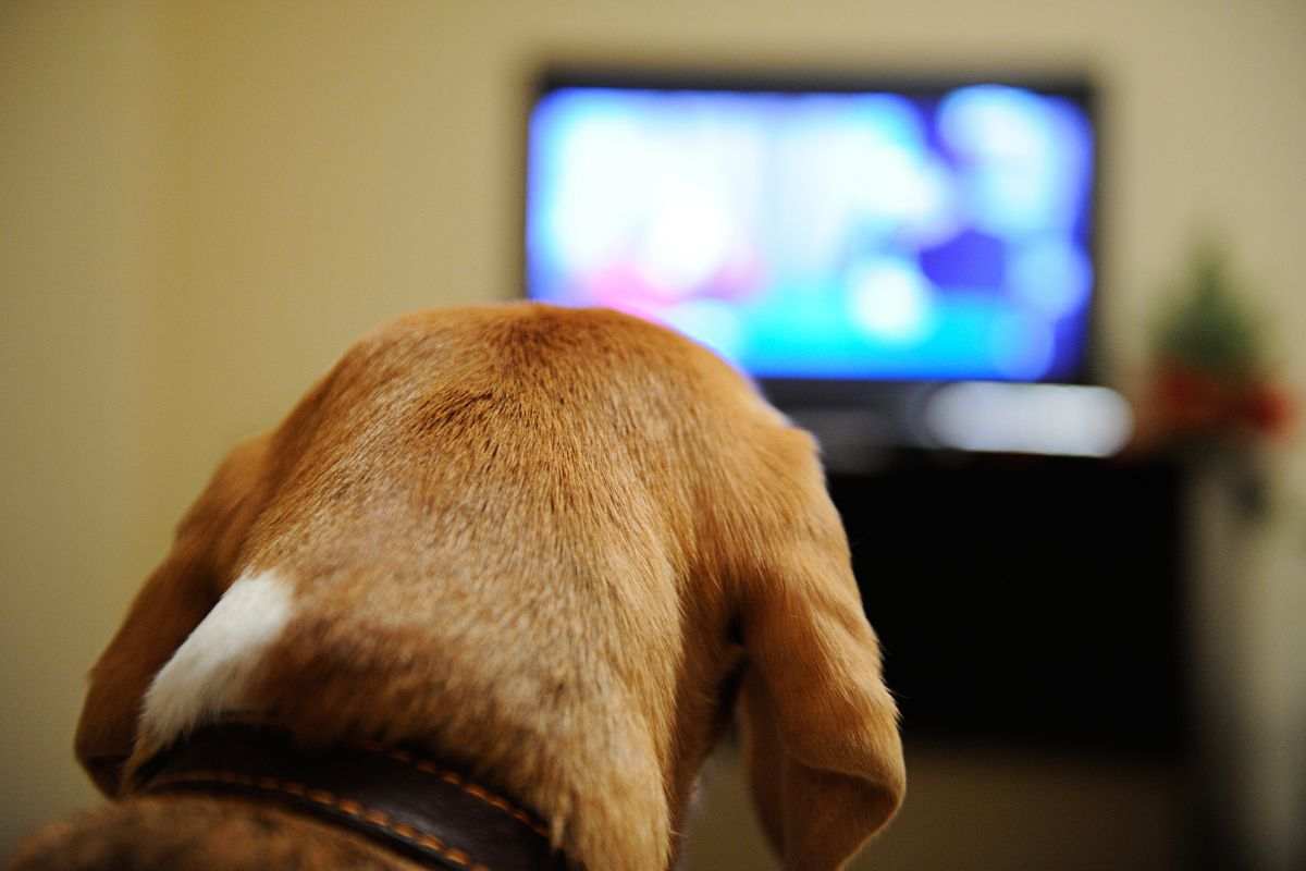 Cane guarda programma