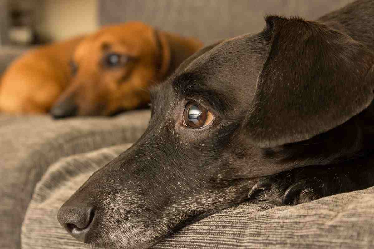 Cani guardano lo schermo