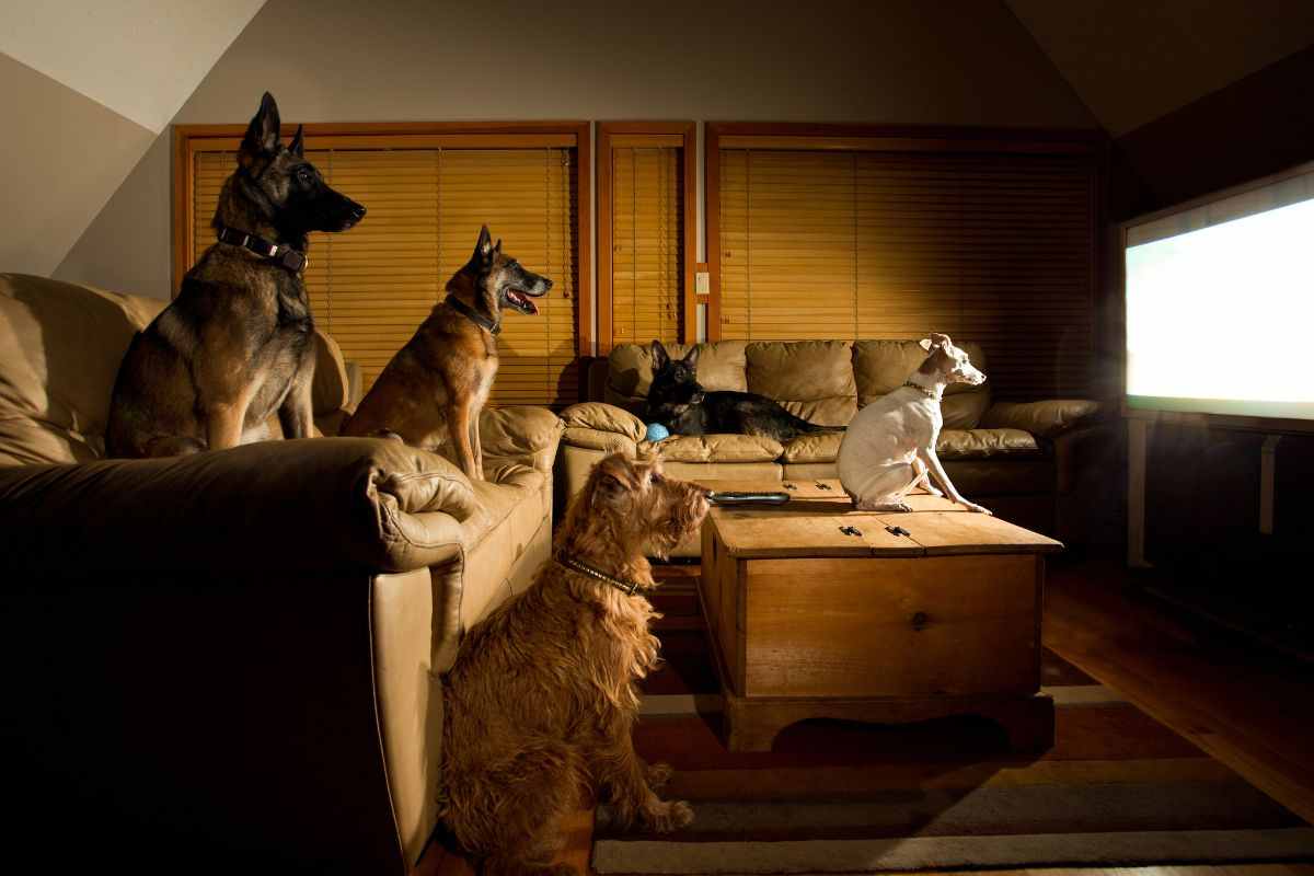 Cani davanti alla Tv