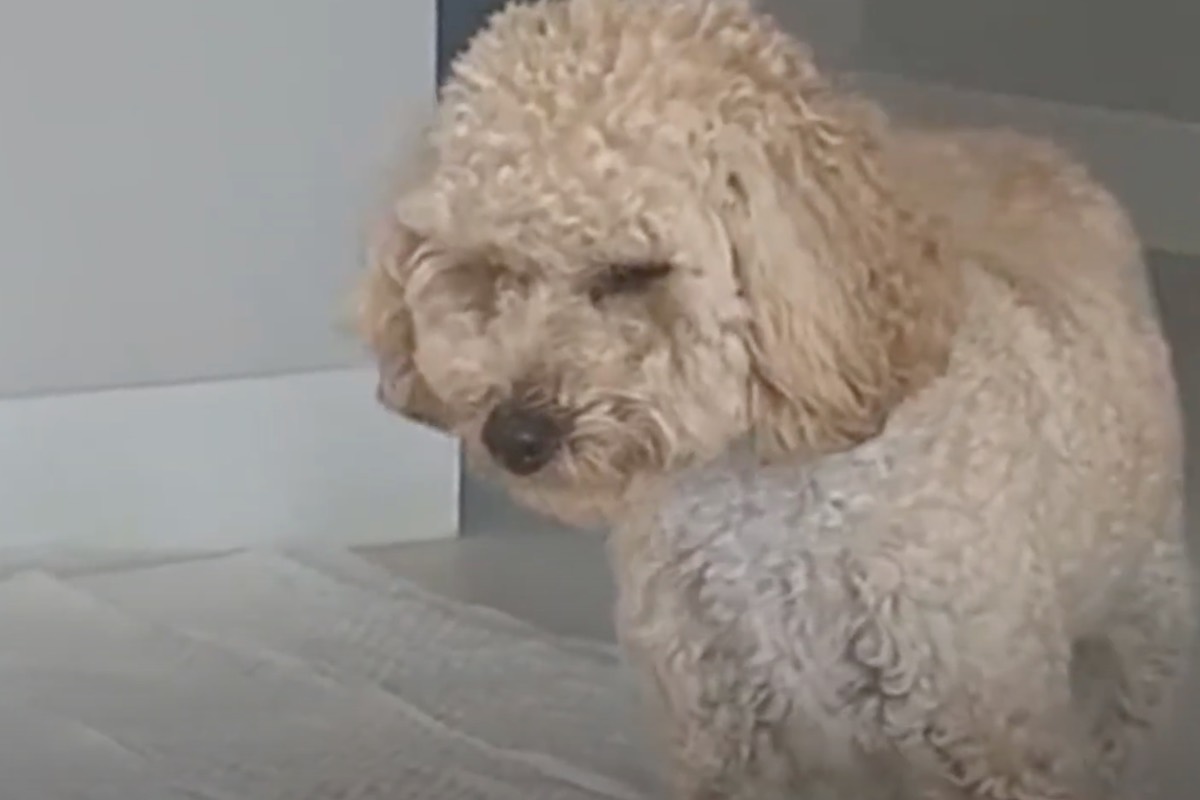 Cane dal pelo bianco dorme in piedi