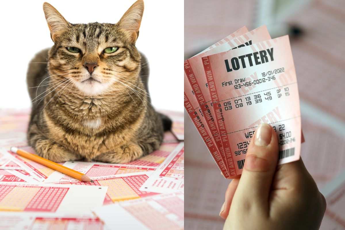 Lo hanno salvato e hanno vinto alla lotteria: il gatto rimasto incastrato è stata una fortuna
