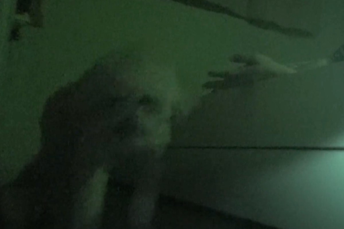 Cane in piedi accanto al letto durante la notte 