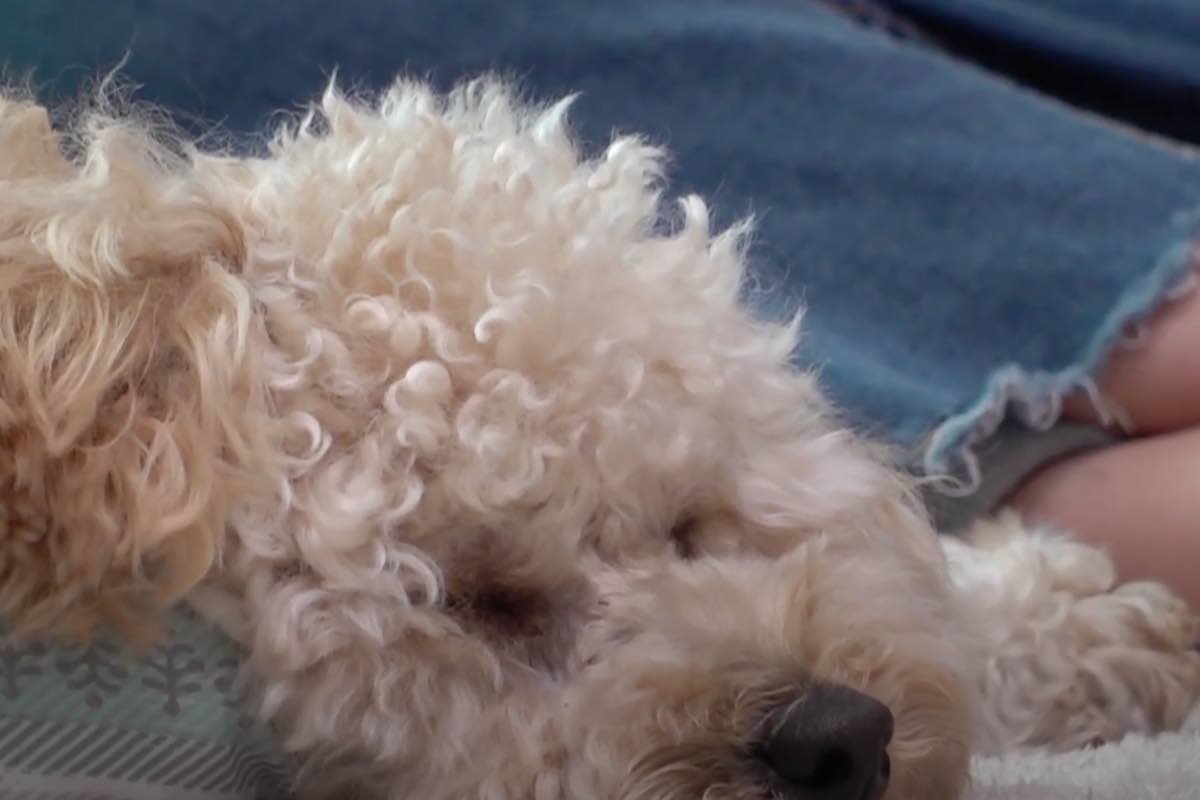 Cane di razza barboncino dorme sdraiato a terra