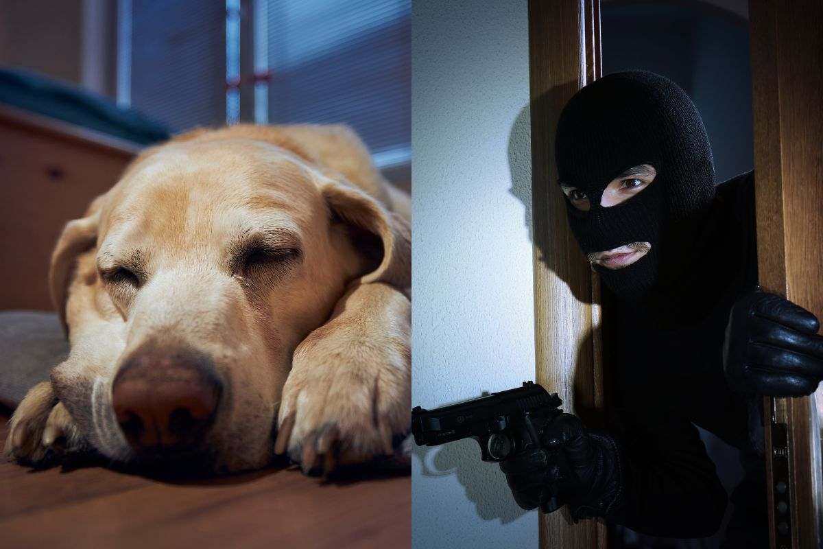 Allarme furti cani: cosa si sa sull’estate dei rapimenti canini e cosa c’è di vero