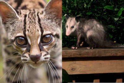 Ocelot e opossum