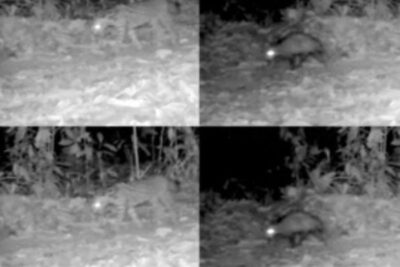 Opossum e ocelot nella foresta peruviana