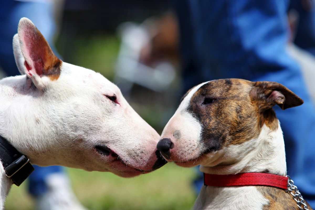 Gli ex cani da combattimento sono pericolosi? Le storie dei protagonisti
