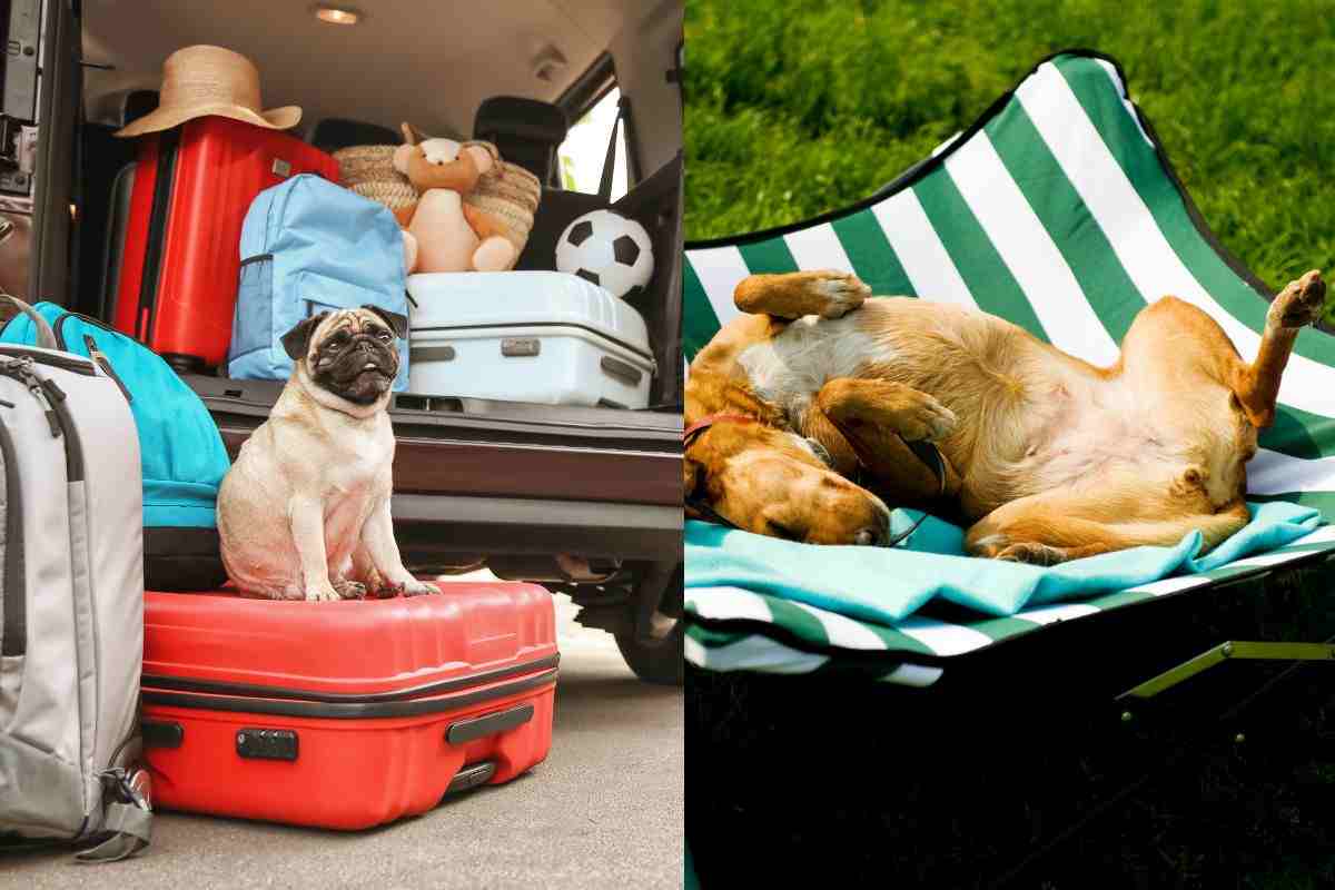Valigie col cane e cane in vacanza