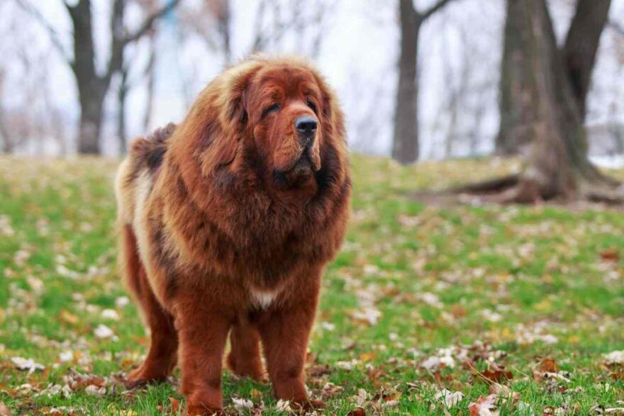 mastino tibetano