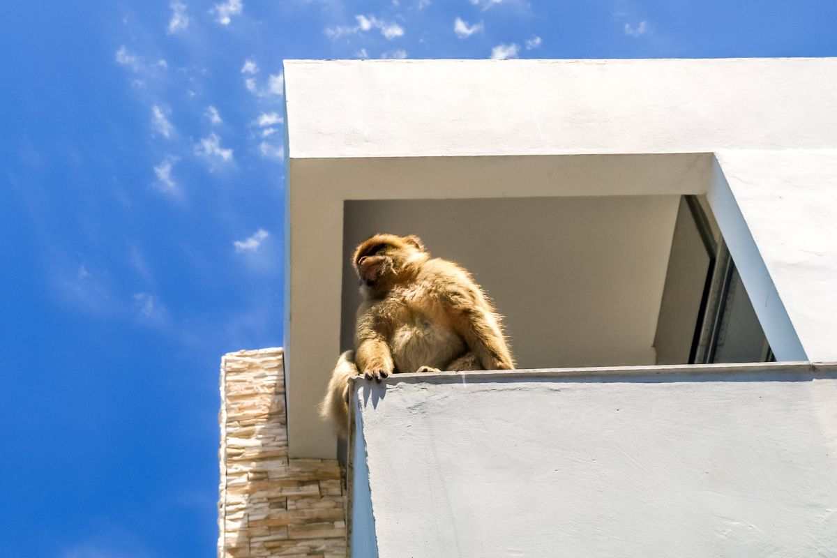 scimmia sul balcone
