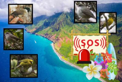 sos uccelli delle hawaii