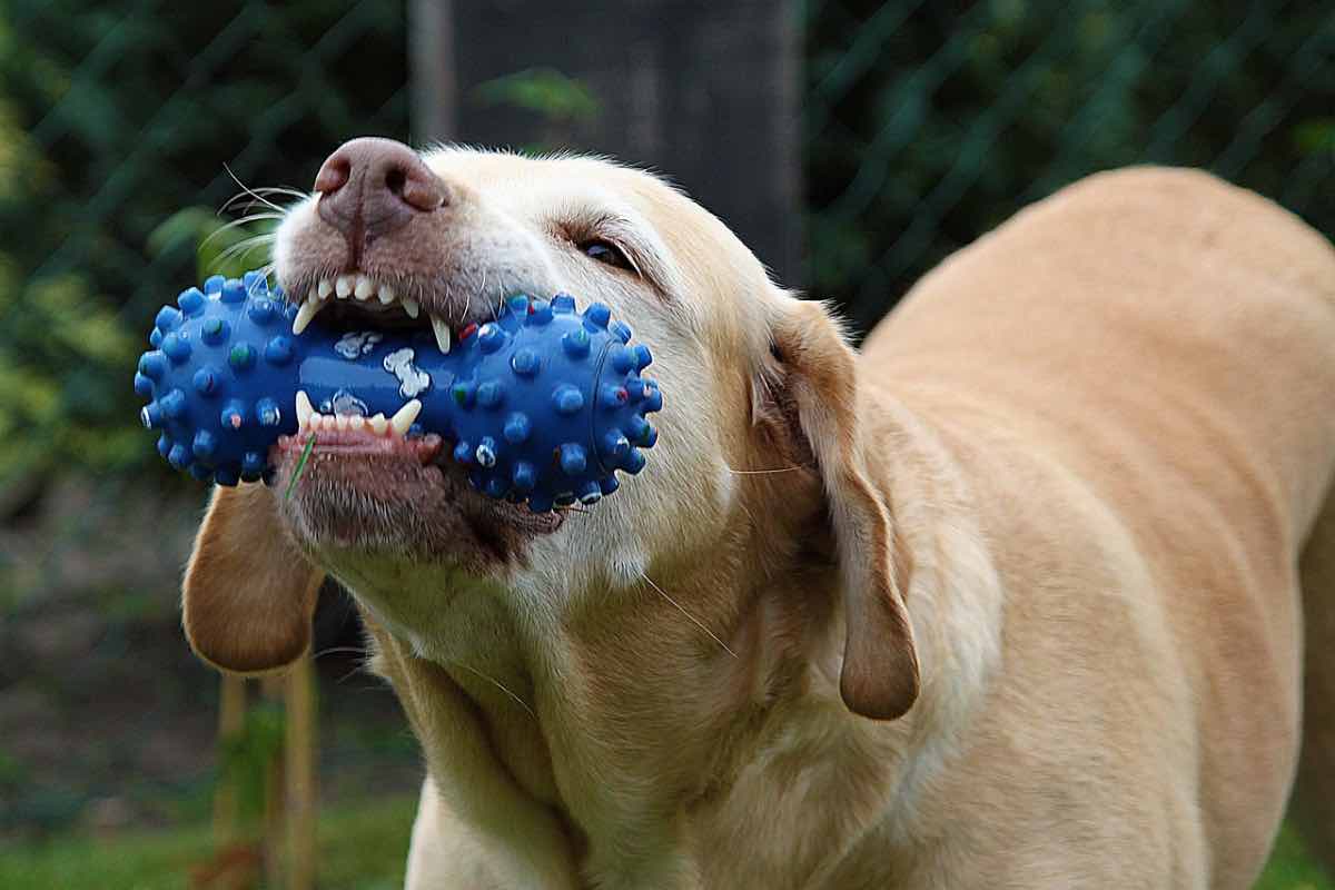 Fido morde un gioco blu per cani 