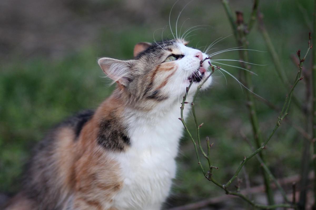 Gatto tricolore afferra con i denti lo stelo di una pianta 