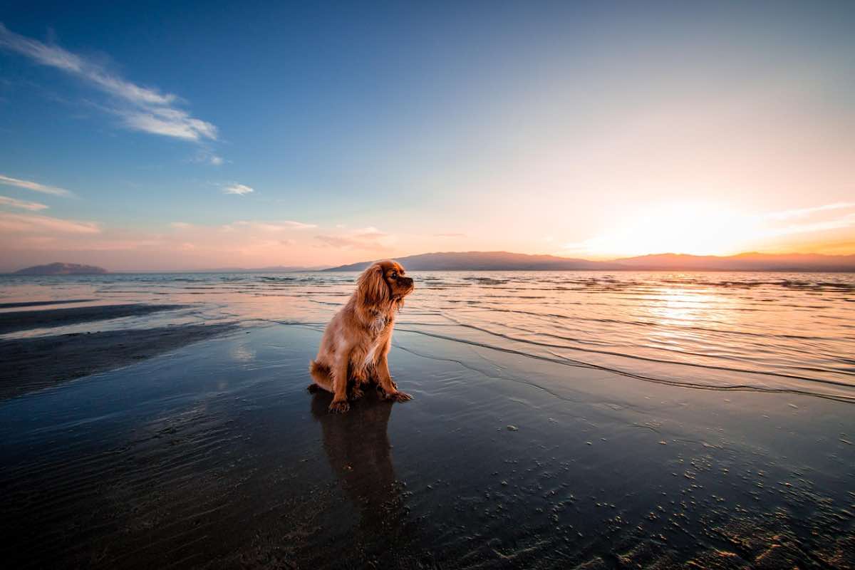 Cane in spiaggia con la bassa marea al crepuscolo