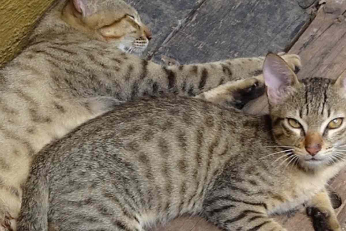 Due cuccioli di gatto pescatore abbracciati